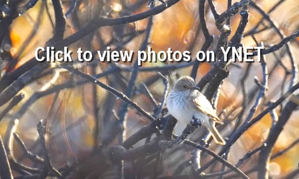 Click to view this photo and more on YNET